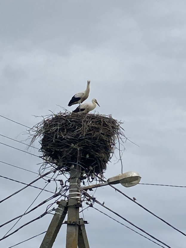 Zwei Weißstörche auf einem Nest auf einer Stromleitung, mit einer Straßenlaterne, die die Szene beleuchtet und Drähte, die an der Leitung entlanglaufen.