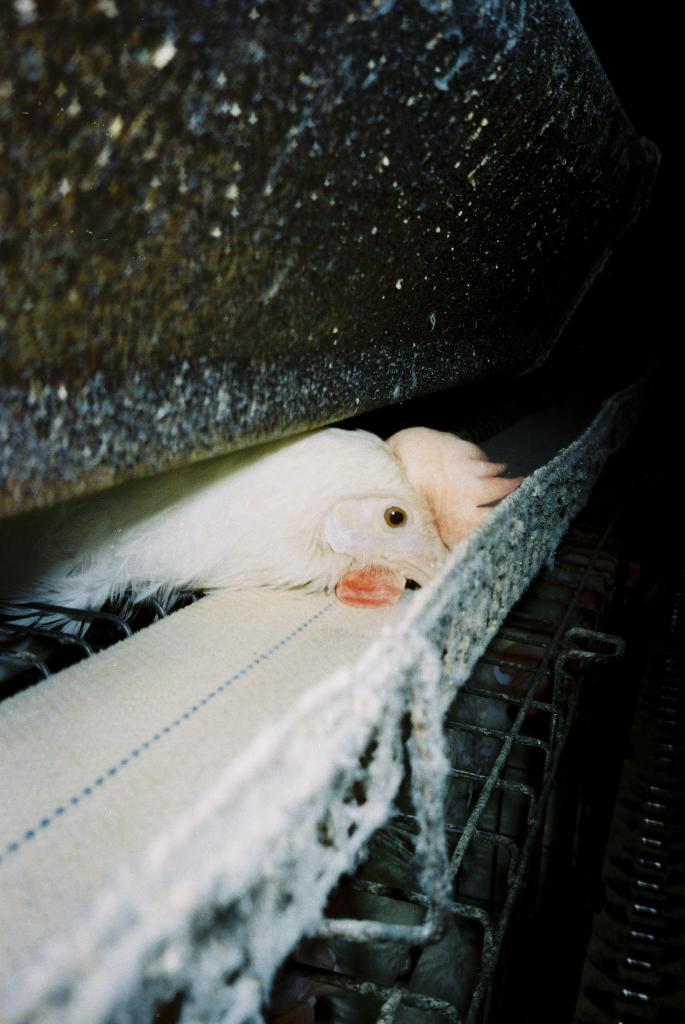 Der Kopf einer Henne ist zwischen einer Wand oben und einem Eisenständer unten positioniert.