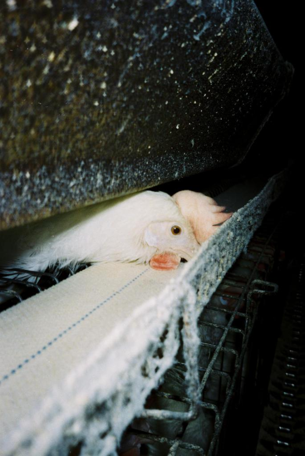 Der Kopf einer Henne ist zwischen einer Wand oben und einem Eisenständer unten positioniert.