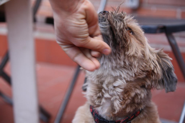 Ein Hund steht neben einer Treppe mit Stühlen, während eine Person Hand nach oben greift, alles vor einem orangen Hintergrund.