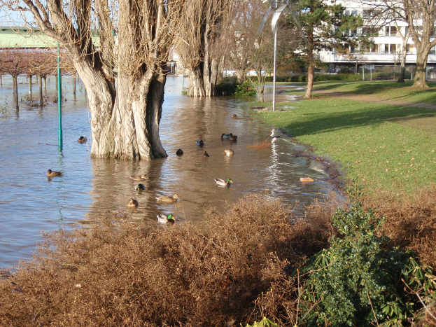 Überschwemmter Park mit Enten im Wasser, umgeben von Gras, Pflanzen, Bäumen, Pfählen und Gebäuden mit Fenstern unter einem klaren Himmel.