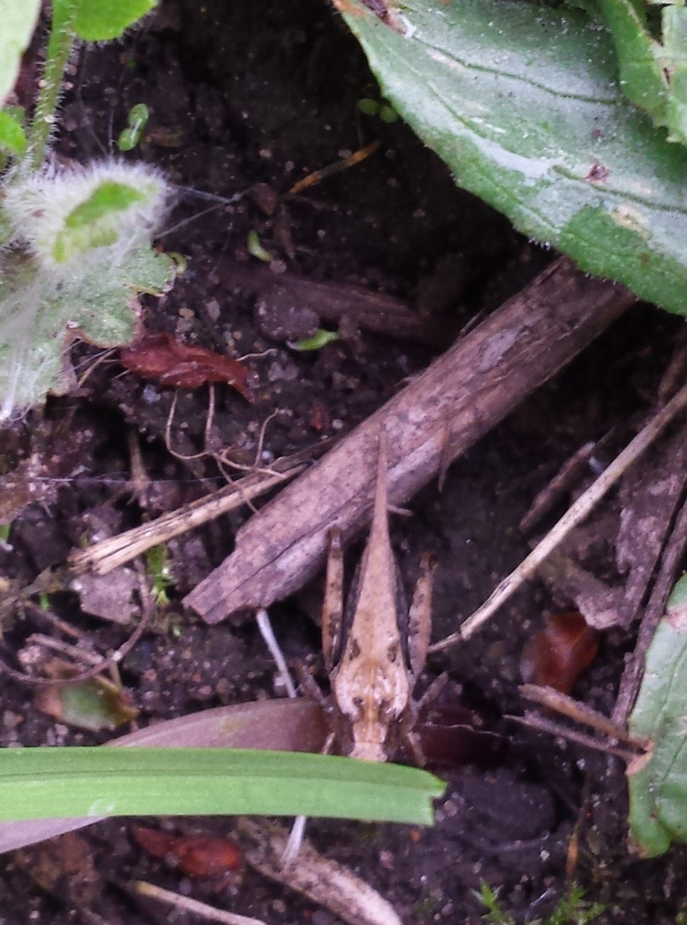 Nahaufnahme eines Grashüpfers am Boden mit verstreuten Blättern, Zweigen und anderen Insekten.