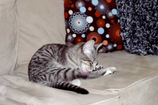 Eine Katze sitzt auf einem Sofa mit Kissen.