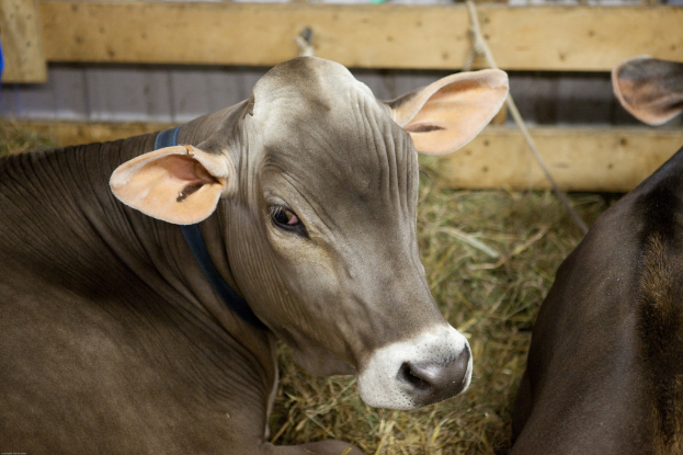 Kühe sitzen auf dem Boden mit Gras dahinter, eine hölzerne Wand im Hintergrund und ein Seil an der Wand.