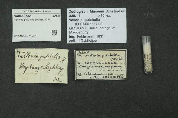 Schwarze Oberfläche mit einem kleinen Glasfläschchen, das weiße Pillen enthält, neben einem handgeschriebenen Zettel, auf dem "Vallonia Pulchella, F.F. Müller, Deutschland, Umgebung von Magdeburg, 1931" steht.