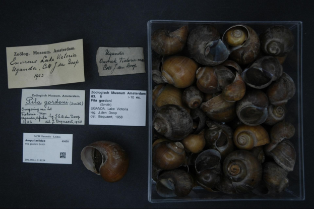 Eine Schachtel mit Schnecken auf einem Tisch mit zwei Papieren vom Zoologisch Museum Amsterdam daneben.