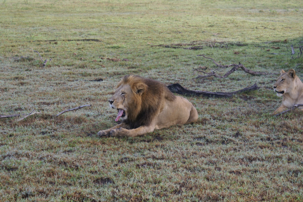 Ein Löwe und ein Tiger sitzen auf dem Gras mit Stöcken auf dem Boden.