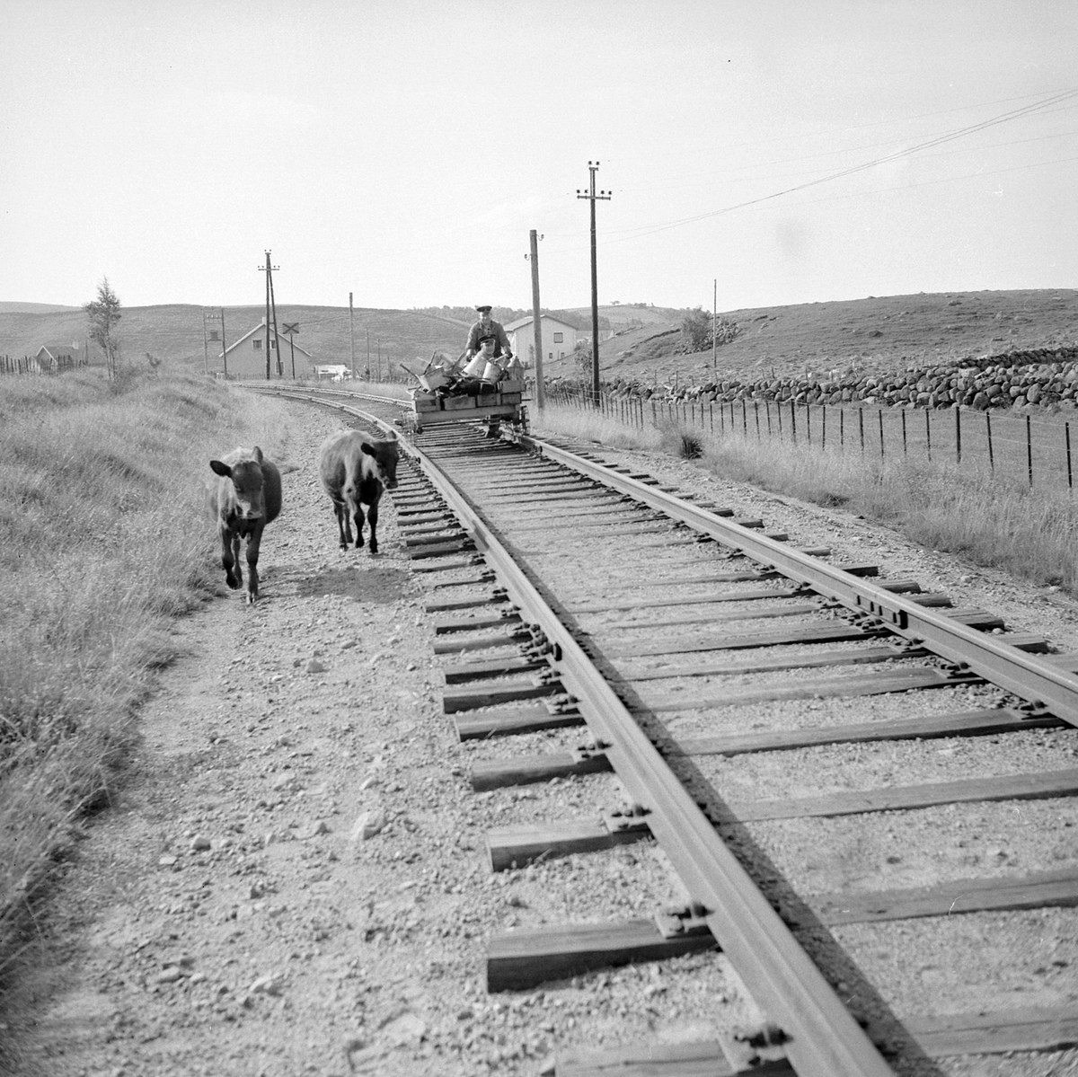 Schwarz-weiß-Foto von zwei K"uhen, die auf Eisenbahngeleisen gehen, mit einer Person auf einem Fahrzeug im Vordergrund, Gras und einem Zaun auf beiden Seiten der Geleise und H"ausern, B"umen, Masten und Himmel im Hintergrund.