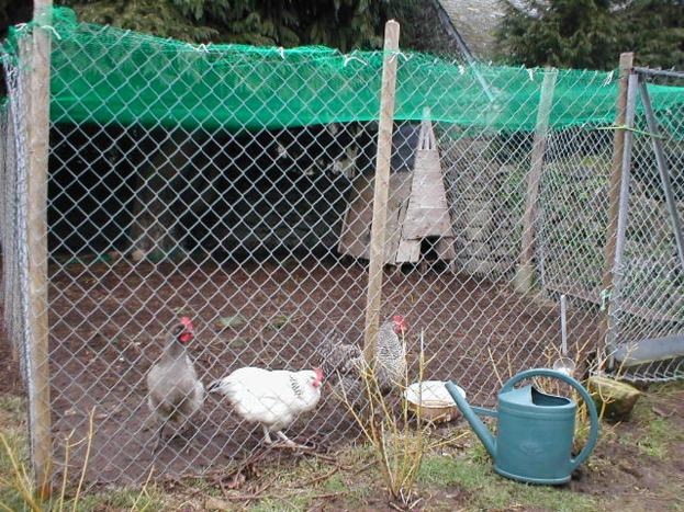 Drei Hühner auf dem Boden vor einem Zaun und einem grauen Wasserkanister, mit einer grünen Hütte und Bäumen im Hintergrund.