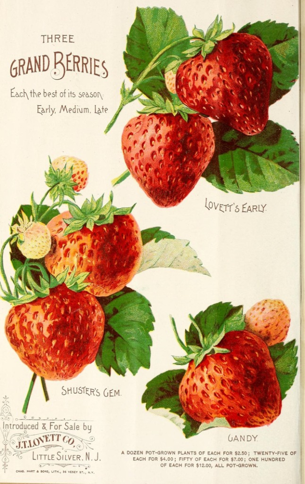 Ein Buchseite mit ein paar Erdbeeren und Blättern darauf, zusammen mit gedrucktem Text.