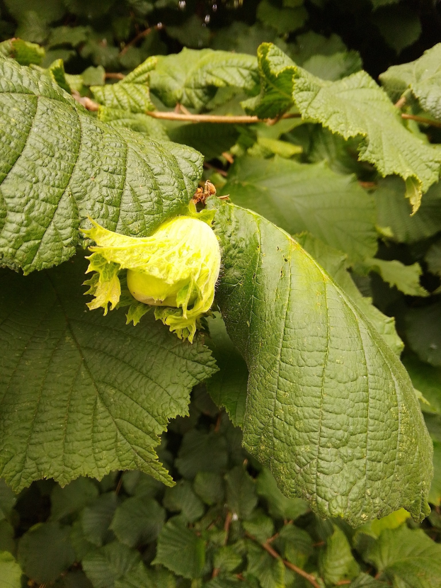 Nahaufnahme einer leuchtend gelben Haselnuss an einem Baum umgeben von grünen Blättern.