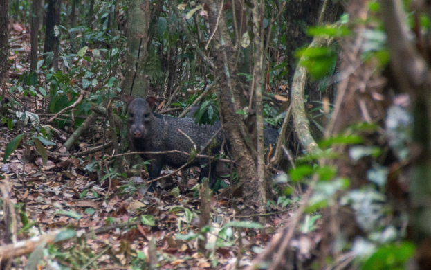 Ein Wildschwein steht im Amazonas-Regenwald, umgeben von Bäumen und blattbedecktem Boden.