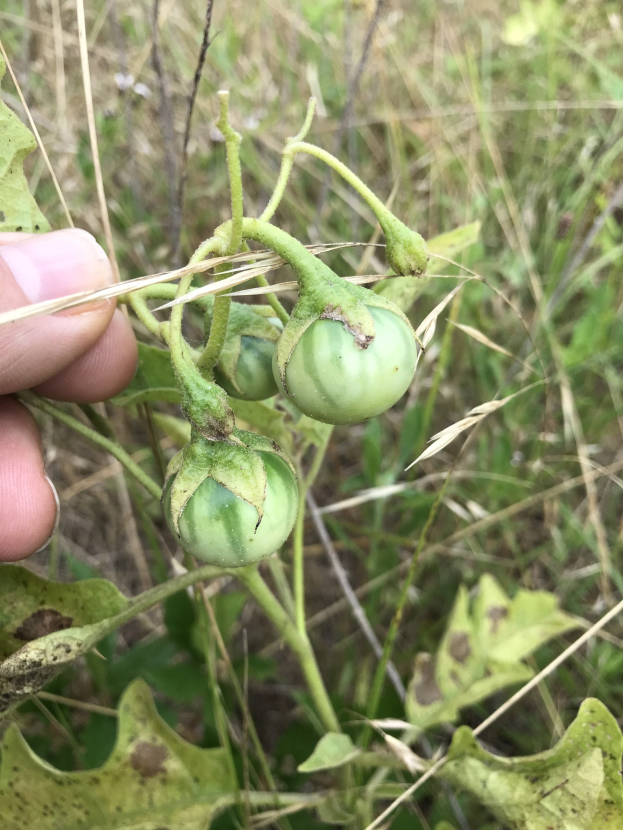Eine Person mit einem Bund grüner Tomaten, die an einer Pflanze mit Mehltau infiziert sind, hält die Hand auf der linken Seite des Bildes.