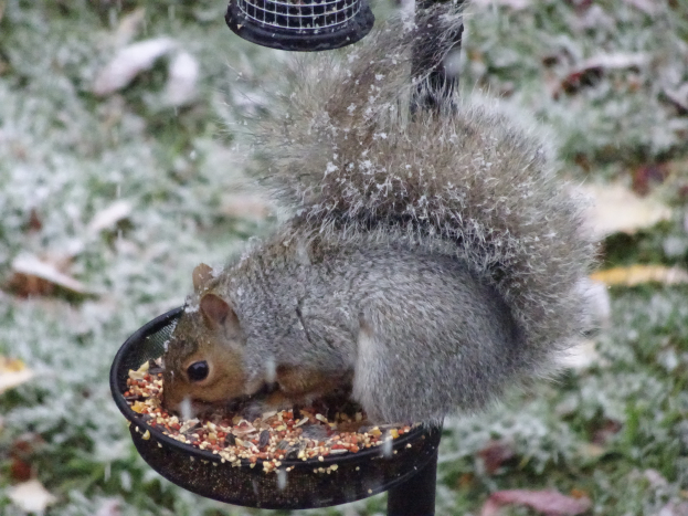 Ein Eichhörnchen isst Samen aus einem Vogelfutterspender an einem Pfahl, mit schneebedeckten Pflanzen im Hintergrund.