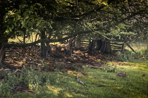 Eine Landschaft dicht bewachsen mit Gras, Pflanzen und Bäumen.