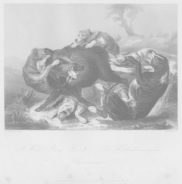 Schwarz-weiß-Radierung einer Wildschweinjagd mit Tieren im Vordergrund und Bäumen im Hintergrund, mit Text unten.