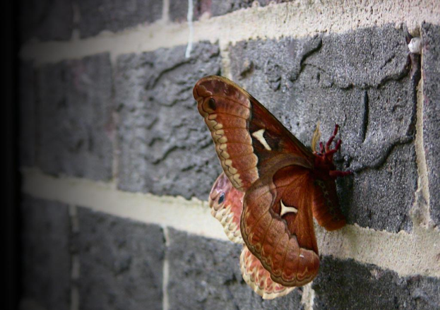 Ein Schmetterling sitzt auf einer Wand.