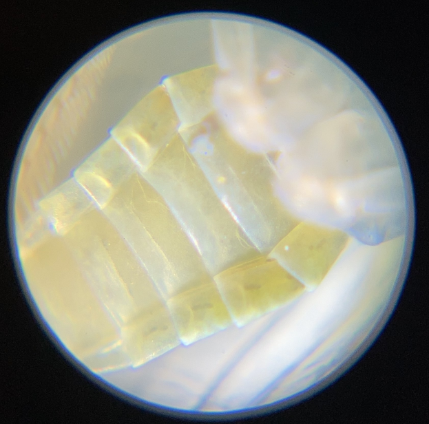 Nahaufnahme eines Petrischalen mit einem kleinen Stück Lebensmittel und einem sichtbaren Mikroorganismus vor dunklem Hintergrund.