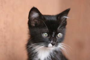 Ein schwarz-weißes Auto auf einem Standort geparkt.