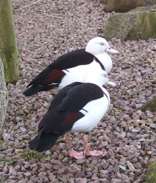 Eine Szene mit Kieselsteinen, Vögeln, einem Netz, einem Baumstamm und Steinen.