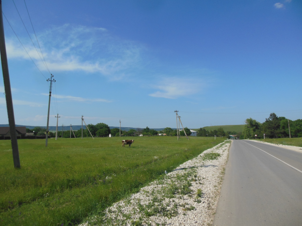 Eine Kuh grast am Straßenrand einer Landstraße, umgeben von Gras, Steinen, Pfählen, Drähten, Häusern, Bäumen und einem bewölkten Himmel.