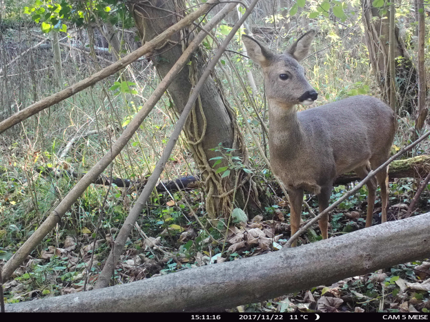 Ein Reh steht in einem bewaldeten Gebiet neben einem Baum, mit Text am unteren Rand, der darauf hinweist, dass es von einer Wildkamera aufgenommen wurde.