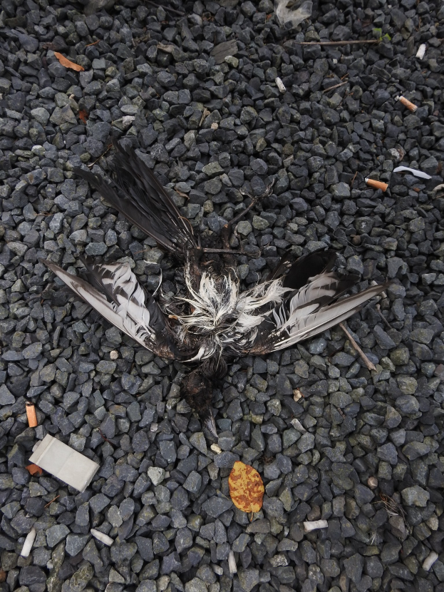 Ein totes Vogels liegt neben einer Zigarette auf dem Boden, umgeben von Steinen und einem Blatt.
